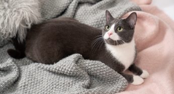 Petfluencerzy – jak wylansować zwierzaka na gwiazdę Instagrama?
